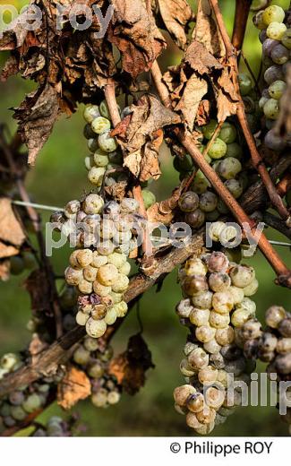 PASSERILLAGE SUR SOUCHE, RAISIN BLANC, VIGNOBLE DE BORDEAUX (33V35218.jpg)