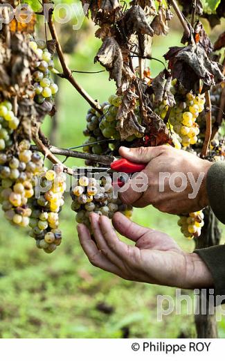 PASSERILLAGE SUR SOUCHE, RAISIN BLANC, VIGNOBLE DE BORDEAUX (33V35219.jpg)