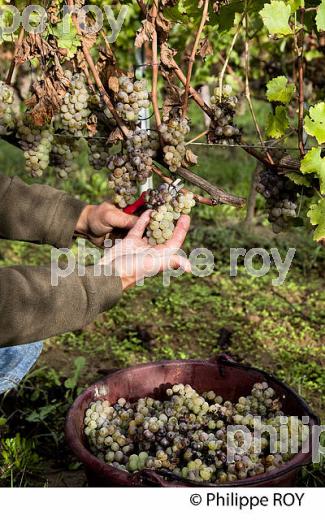 PASSERILLAGE SUR SOUCHE, RAISIN BLANC, VIGNOBLE DE BORDEAUX (33V35222.jpg)