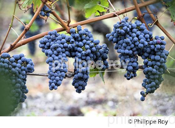 GRAPPE DE RAISIN ROUGE, VIGNOBLE BORDELAIS. (33V35224.jpg)
