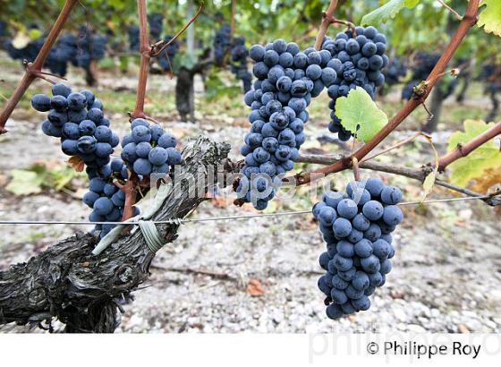RAISIN ROUGE A MATURITE, VIGNOBLE BORDELAIS (33V35225.jpg)
