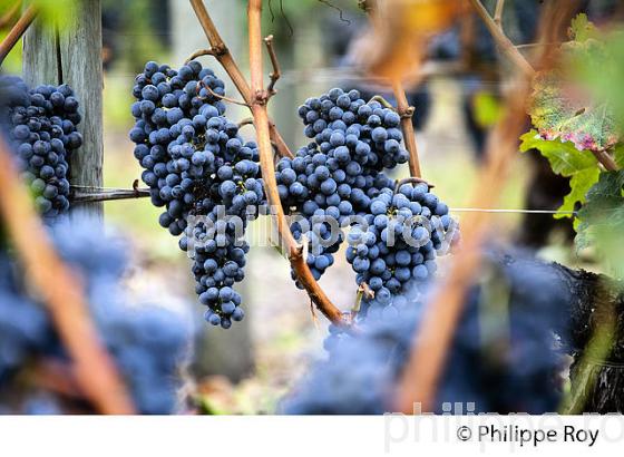 RAISIN ROUGE A MATURITE, VIGNOBLE BORDELAIS (33V35227.jpg)