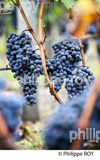 RAISIN ROUGE A MATURITE, VIGNOBLE BORDELAIS (33V35228.jpg)