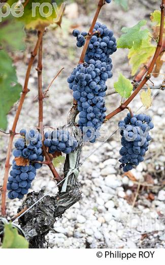 RAISIN ROUGE A MATURITE, VIGNOBLE BORDELAIS (33V35230.jpg)