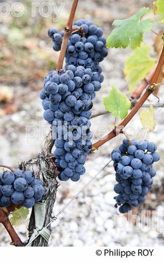 RAISIN ROUGE, VIGNOBLE BORDELAIS (33V35232.jpg)