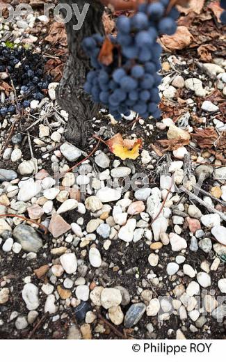 RAISIN ROUGE A MATURITE, VIGNOBLE BORDELAIS (33V35234.jpg)