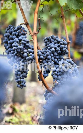 RAISIN ROUGE A MATURITE, VIGNOBLE BORDELAIS (33V35236.jpg)