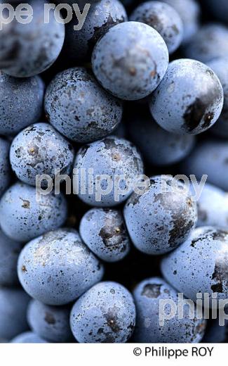 RAISIN ROUGE, VIGNOBLE BORDELAIS (33V35239.jpg)
