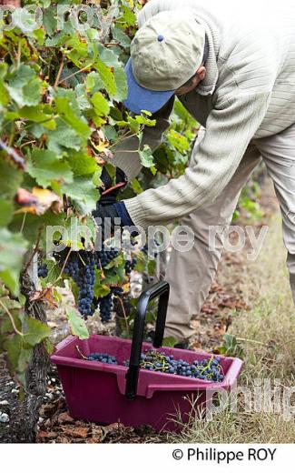 VENDANGE MANUELLE DE RAISIN ROUGE, VIGNOBLE DE PESSAC LEOGNAN, GIRONDE  (33V35311.jpg)