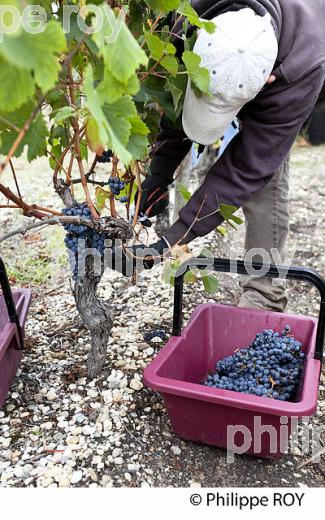 VENDANGE MANUELLE DE RAISIN ROUGE, VIGNOBLE DE PESSAC LEOGNAN, GIRONDE  (33V35313.jpg)