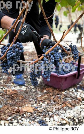VENDANGE MANUELLE DE RAISIN ROUGE, VIGNOBLE DE PESSAC LEOGNAN, GIRONDE  (33V35317.jpg)