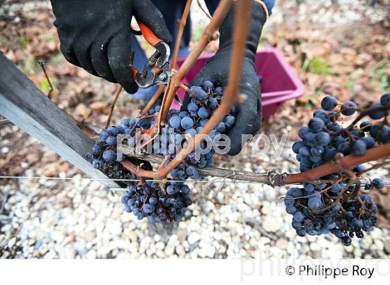 VENDANGE MANUELLE DE RAISIN ROUGE, VIGNOBLE DE PESSAC LEOGNAN, GIRONDE  (33V35324.jpg)