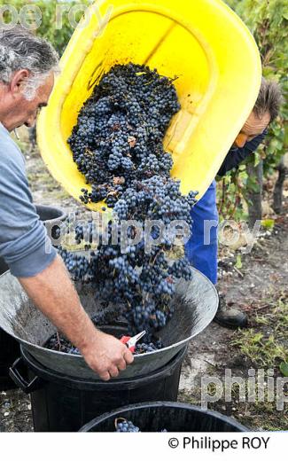 VENDANGE MANUELLE DE RAISIN ROUGE, VIGNOBLE DE PESSAC LEOGNAN, GIRONDE (33V35330.jpg)