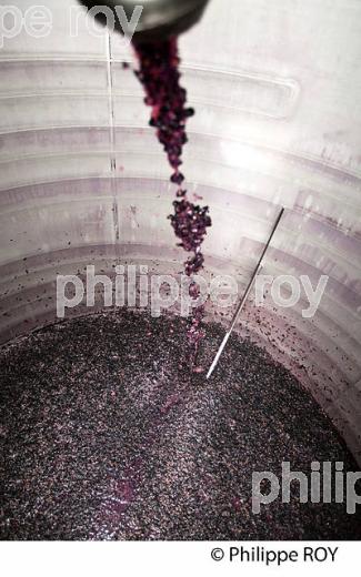 ENTONNAGE, VINIFICATION DE RAISIN ROUGE, VINS DE BORDEAUX (33V35517.jpg)