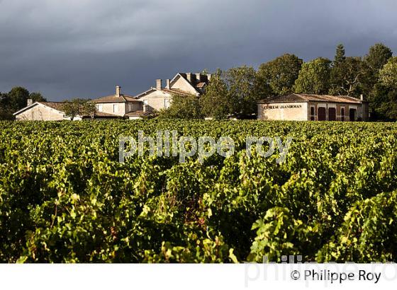 CHATEAU JEANDEMAN, VIN DE FRONSAC, GIRONDE (33V35529.jpg)
