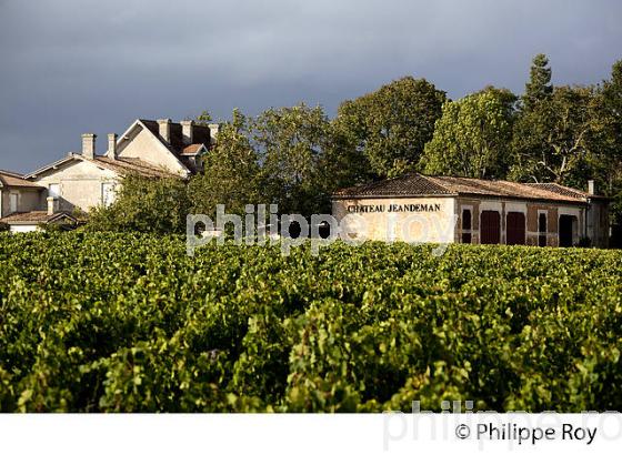 CHATEAU JEANDEMAN, VIN DE FRONSAC, GIRONDE (33V35530.jpg)