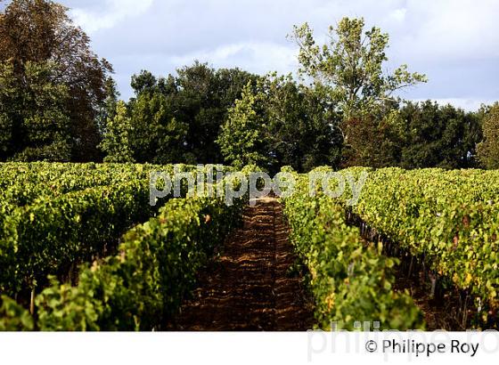 VIGNOBLE DE FRONSAC, GIRONDE (33V35532.jpg)