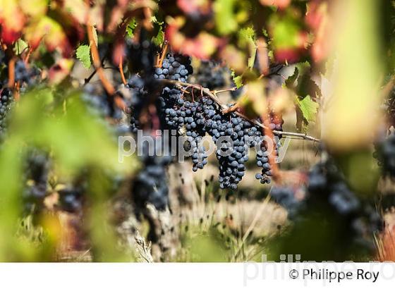 RAISIN ROUGE, CEPAGE MERLOT, VIGNOBLE BORDELAIS (33V35533.jpg)