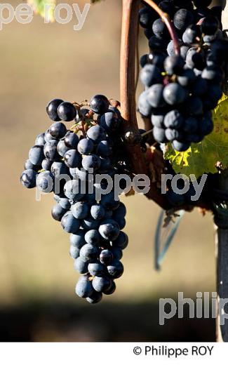 RAISIN ROUGE, CEPAGE MERLOT, VIGNOBLE BORDELAIS (33V35536.jpg)