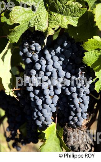 RAISIN ROUGE, CEPAGE MERLOT, VIGNOBLE BORDELAIS (33V35537.jpg)