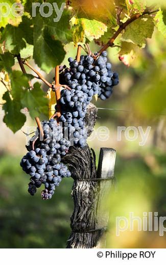 RAISIN ROUGE, CEPAGE MERLOT, VIGNOBLE BORDELAIS (33V35732.jpg)