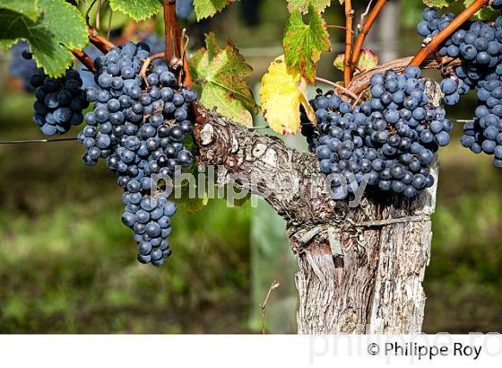 RAISIN ROUGE, CEPAGE MERLOT, VIGNOBLE BORDELAIS (33V35733.jpg)