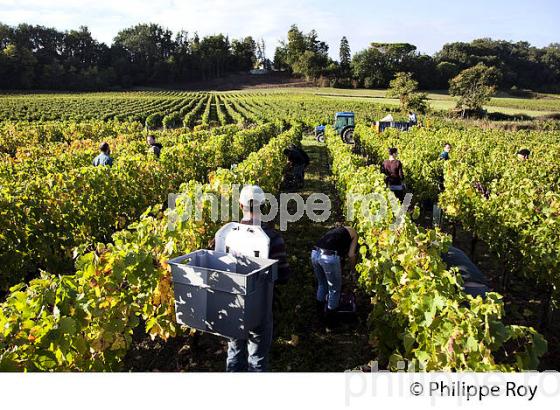 VENDANGE MANUELLE, CHATEAU TESSENDEY, VIGNOBLE DE FRONSAC, GIRONDE (33V35735.jpg)