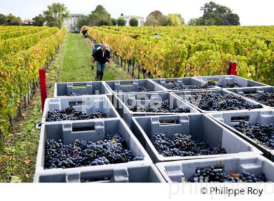 VENDANGE MANUELLE, CHATEAU TESSENDEY, VIGNOBLE DE FRONSAC, GIRONDE (33V35738.jpg)