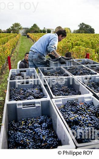 VENDANGE MANUELLE, CHATEAU TESSENDEY, VIGNOBLE DE FRONSAC, GIRONDE (33V35740.jpg)