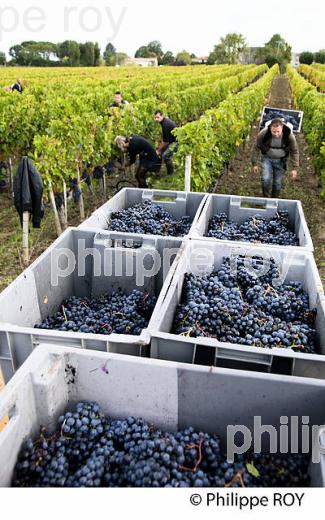 VENDANGE MANUELLE, CHATEAU TESSENDEY, VIGNOBLE DE FRONSAC, GIRONDE (33V35801.jpg)