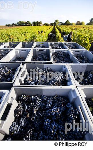 VENDANGE MANUELLE DE RAISIN ROUGE, VIGNOBLE BORDELAIS  (33V35802.jpg)