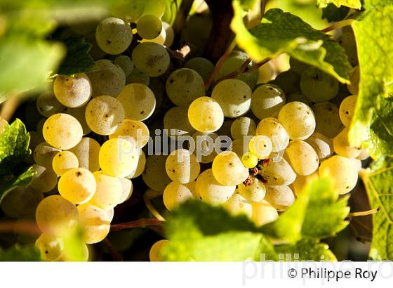 RAISIN BLANC POUR VINIFICATION, VIGNOBLE BORDELAIS (33V35828.jpg)