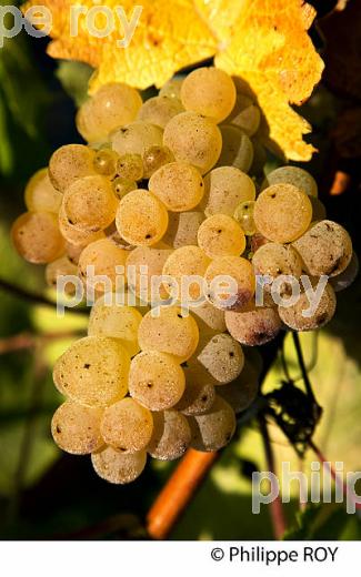 RAISIN BLANC POUR VINIFICATION, VIGNOBLE BORDELAIS (33V35829.jpg)