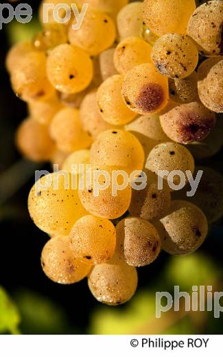 RAISIN BLANC POUR VINIFICATION, VIGNOBLE BORDELAIS (33V35830.jpg)