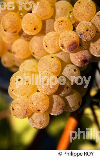 RAISIN BLANC POUR VINIFICATION, VIGNOBLE BORDELAIS (33V35831.jpg)