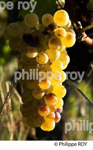 RAISIN BLANC POUR VINIFICATION, VIGNOBLE BORDELAIS (33V35833.jpg)