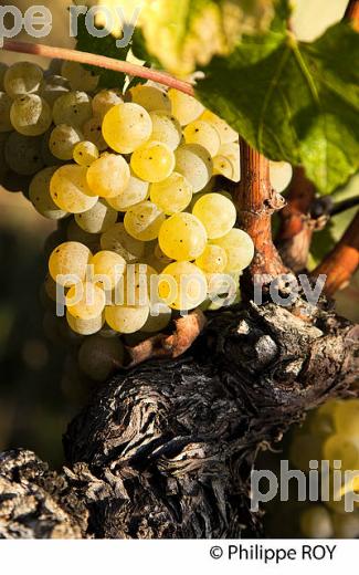 RAISIN BLANC POUR VINIFICATION, VIGNOBLE BORDELAIS (33V35835.jpg)