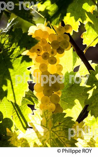 RAISIN BLANC POUR VINIFICATION, VIGNOBLE BORDELAIS (33V35840.jpg)