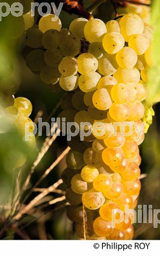 RAISIN BLANC POUR VINIFICATION, VIGNOBLE BORDELAIS (33V35902.jpg)
