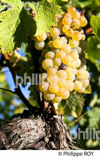 RAISIN BLANC POUR VINIFICATION, VIGNOBLE BORDELAIS (33V35904.jpg)