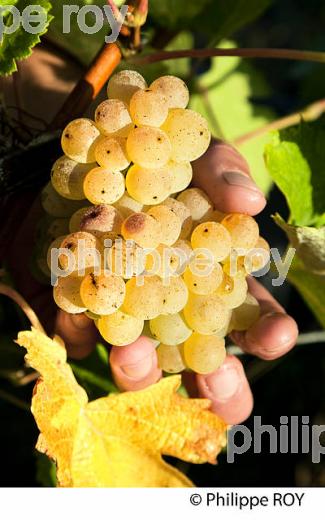 VENDANGE MANUELLE DE RAISIN BLANC, VIGNOBLE BORDELAIS (33V35906.jpg)