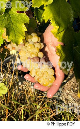 VENDANGE MANUELLE DE RAISIN BLANC, VIGNOBLE BORDELAIS (33V35907.jpg)