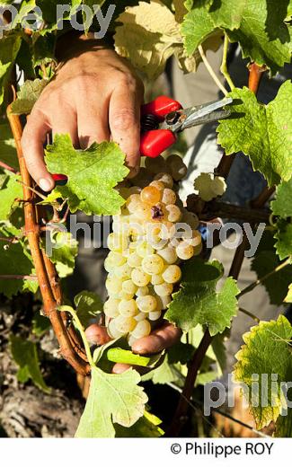 VENDANGE MANUELLE DE RAISIN BLANC, VIGNOBLE BORDELAIS (33V35908.jpg)