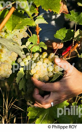VENDANGE MANUELLE DE RAISIN BLANC, VIGNOBLE BORDELAIS (33V35909.jpg)