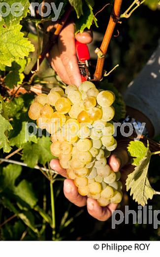 VENDANGE MANUELLE DE RAISIN BLANC, VIGNOBLE BORDELAIS (33V35910.jpg)