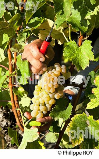 VENDANGE MANUELLE DE RAISIN BLANC, VIGNOBLE BORDELAIS (33V35912.jpg)