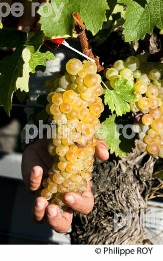 VENDANGE MANUELLE DE RAISIN BLANC, VIGNOBLE BORDELAIS (33V35913.jpg)
