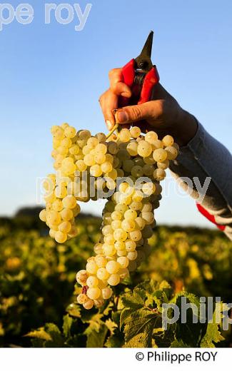 VENDANGE MANUELLE DE RAISIN BLANC, VIGNOBLE BORDELAIS (33V35914.jpg)