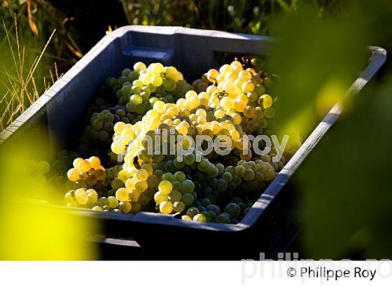 VENDANGE MANUELLE DE RAISIN BLANC, VIGNOBLE BORDELAIS (33V35922.jpg)