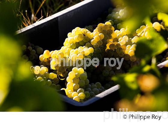 VENDANGE MANUELLE DE RAISIN BLANC, VIGNOBLE BORDELAIS (33V35923.jpg)